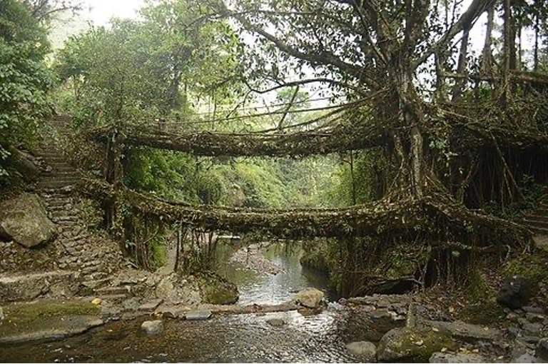 Living Root Bridges