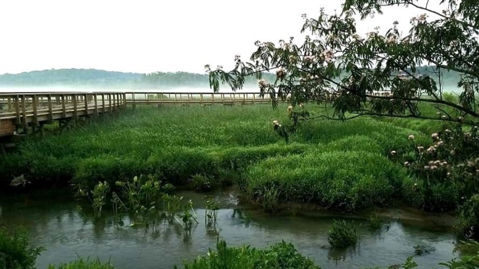 How Nature Bridges Can Help