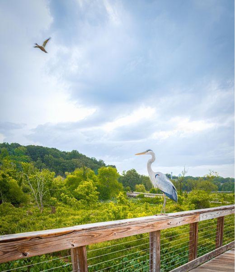 boardwalk wildlife viewing points boardwalk wildlife viewing points