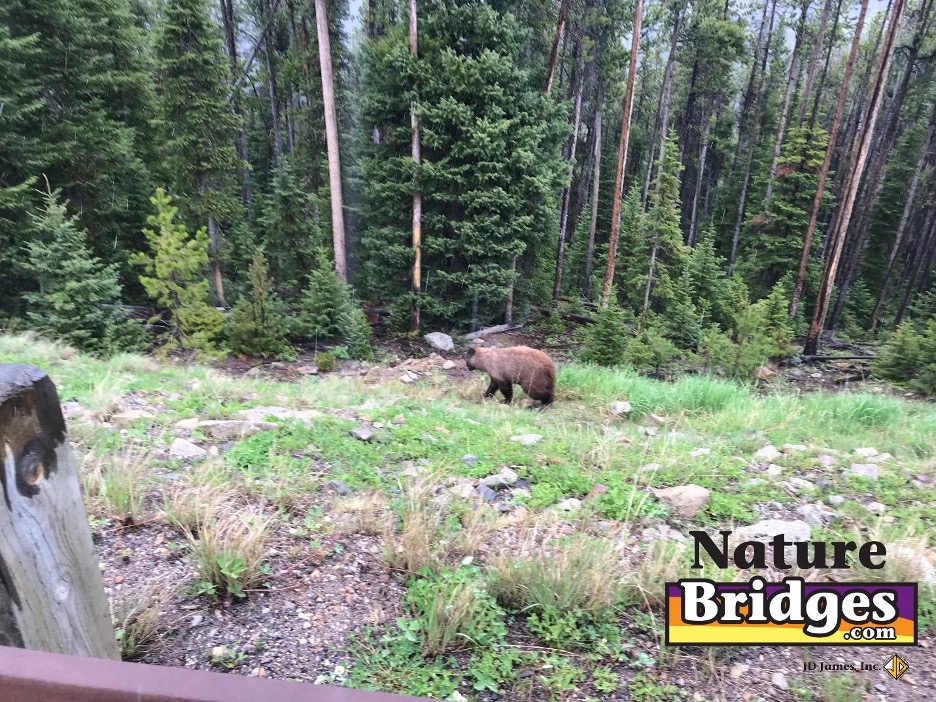 Best Practices for Wildlife Observation Best Practices for Wildlife Observation