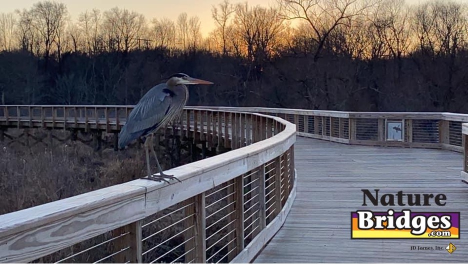 Discovering Wildlife on Boardwalks Discovering Wildlife on Boardwalks