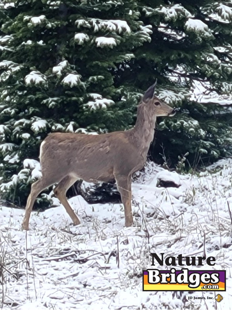 Winter Wildlife on Your Walkways Winter Wildlife on Your Walkways