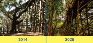 Lafayette Heritage Trail's elevated walkway supports