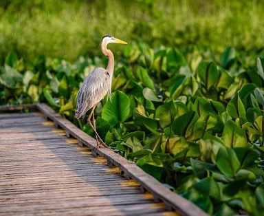 Importance of wildlife habitat protection