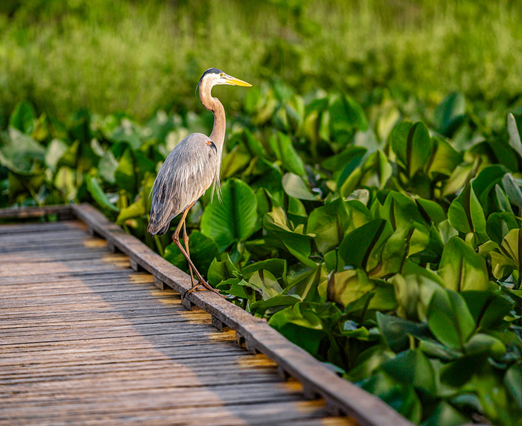 Importance of Wildlife Habitat Protection